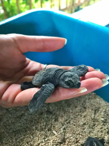 Baby turtles hatching in Bali
